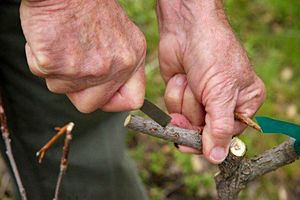 کارگاه آموزشی هرس و پیوند پسته در کرمانشاه برگزار شد