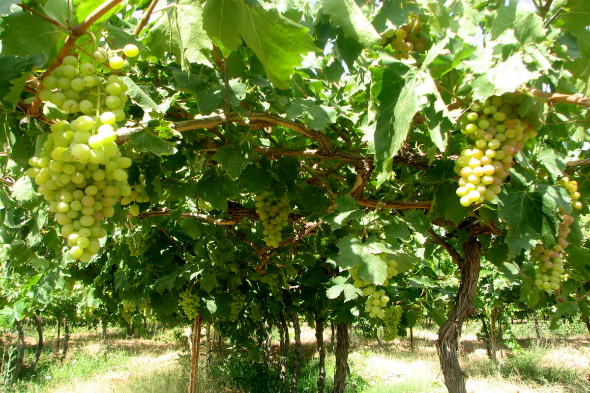  باغات استان کرمانشاه