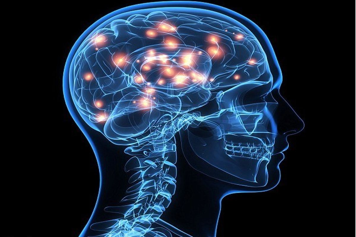 مغز انسان