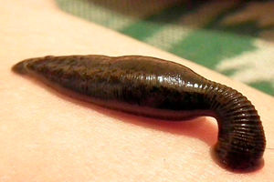 تولید ۳۵ هزار قطعه زالو در کردستان