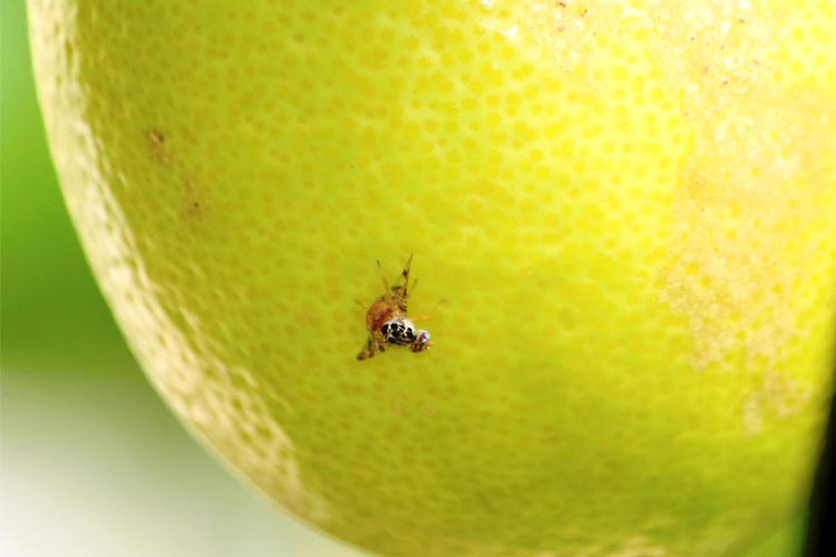 مگس مدیترانه ای