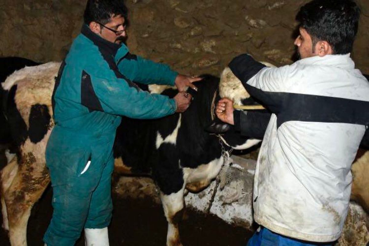 مایه کوبی تب برفکی