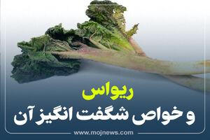 اینفوگرافیک/خواص ریواس