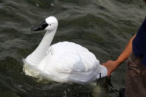 استفاده از قوی رباتیک برای بررسی کیفیت آب + تصاویر