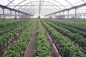 ضرورت توسعه الگوهای نوین و کشت گلخانه‌ای در هرمزگان