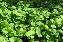 پیش بینی تولید ۴۵۰۰ تن گشنیز در شهرستان کنگاور