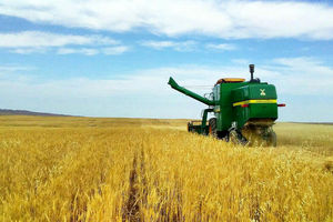 افزایش 20 درصدی سطح زیر کشت محصول جو در استان اردبیل