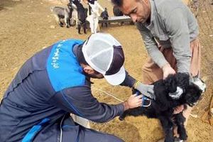 ایمن سازی دام های سبک شهرستان شوشتر انجام شد