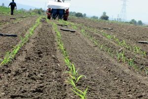 کشت مکانیزه ذرت با دستگاه ردیفکار برای اولین بار در آمل