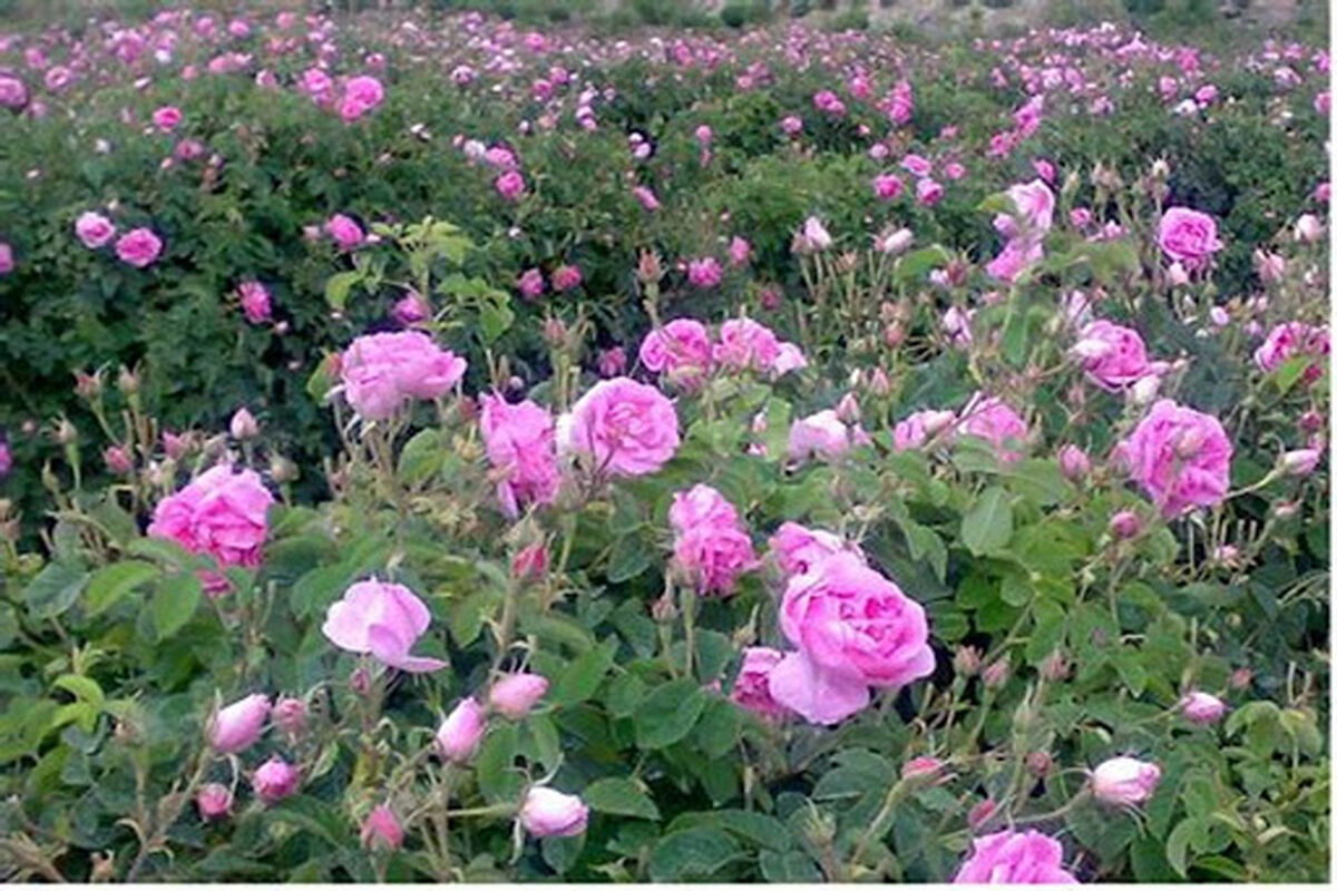 برداشت گل محمدی