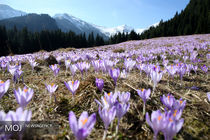 بهاری شدن پارک های اروپا