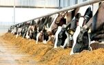 تأمین ۳۸۰ میلیون دلار ارز نهاده‌های دامی با ابزار نوین تأمین مالی