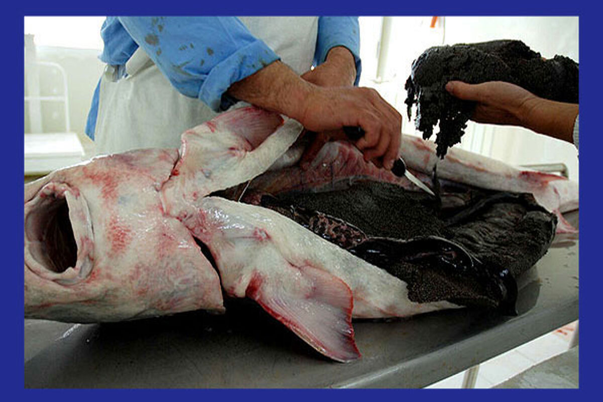 خاویار
