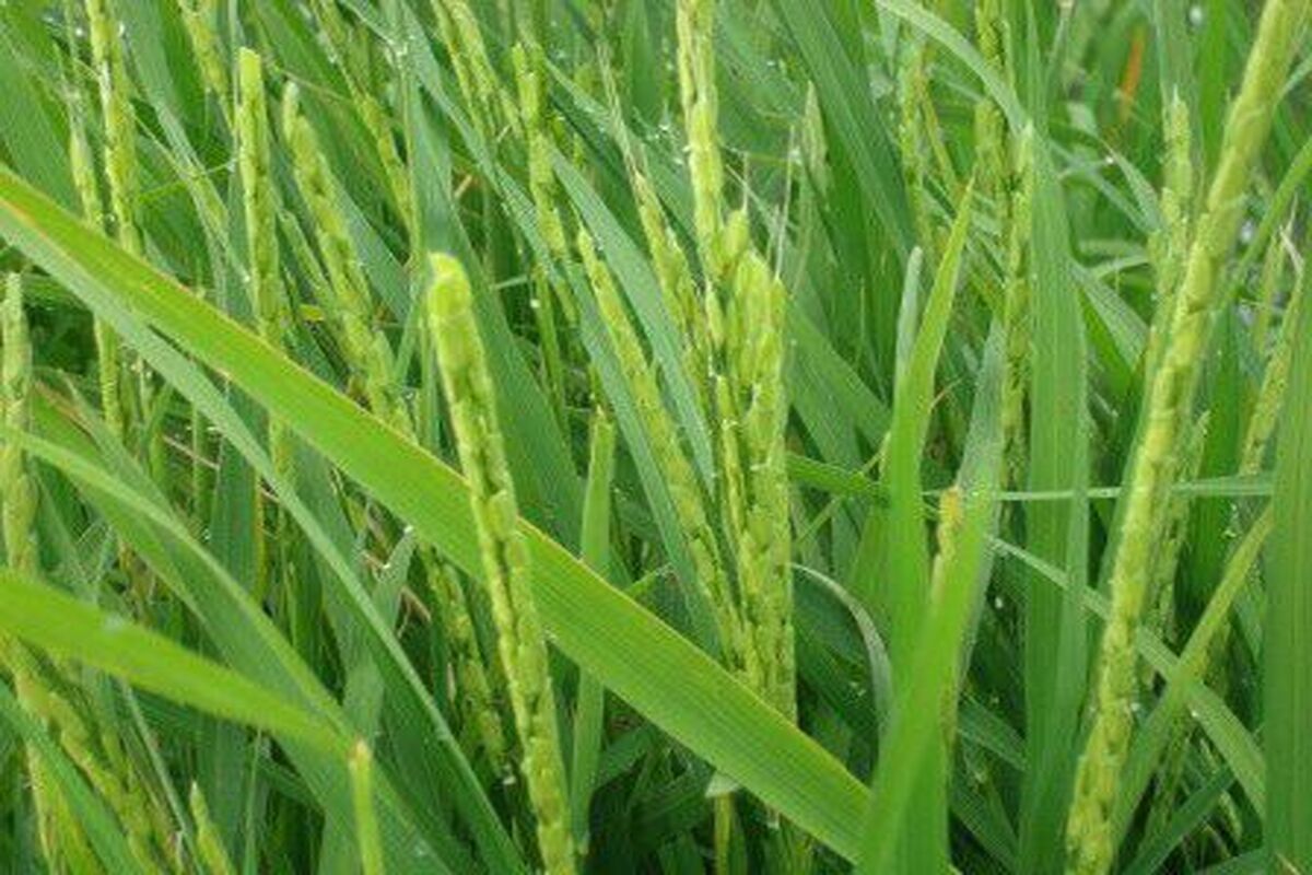 به بار نشستن خوشه های برنج در گیلان