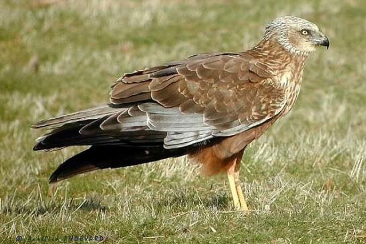 سنقر تالابی1