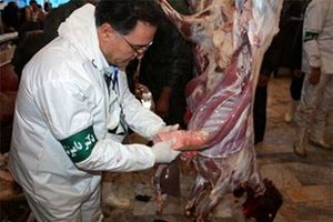 خراسان رضوی جزء ۳ استان برتر کشور در تولید محصولات دامی است