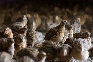 مزرعه پرورش بلدرچین در شهرستان سیریک راه اندازی شد 