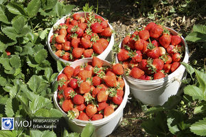 کشت توت فرنگی در 850 هکتار اراضی کشاورزی بابلسر 