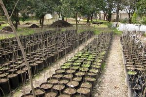 جنگل کاری در بیش از ۱۰۰ هکتار از زمین‌های منابع طبیعی گیلان