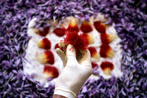 وضعیت جوی نامناسب، خشکسالی و گرانی آب، باعث کاهش تولید زعفران خواهد شد