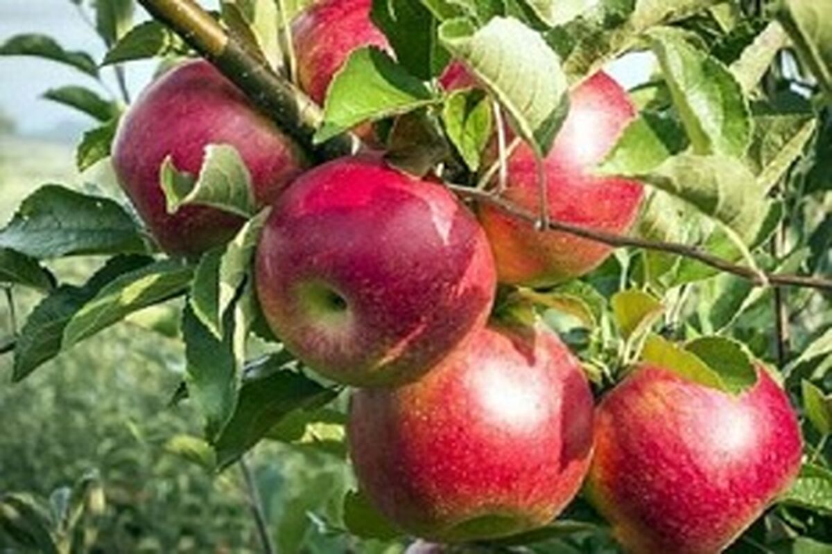 باغات سیب کرمانشاه
