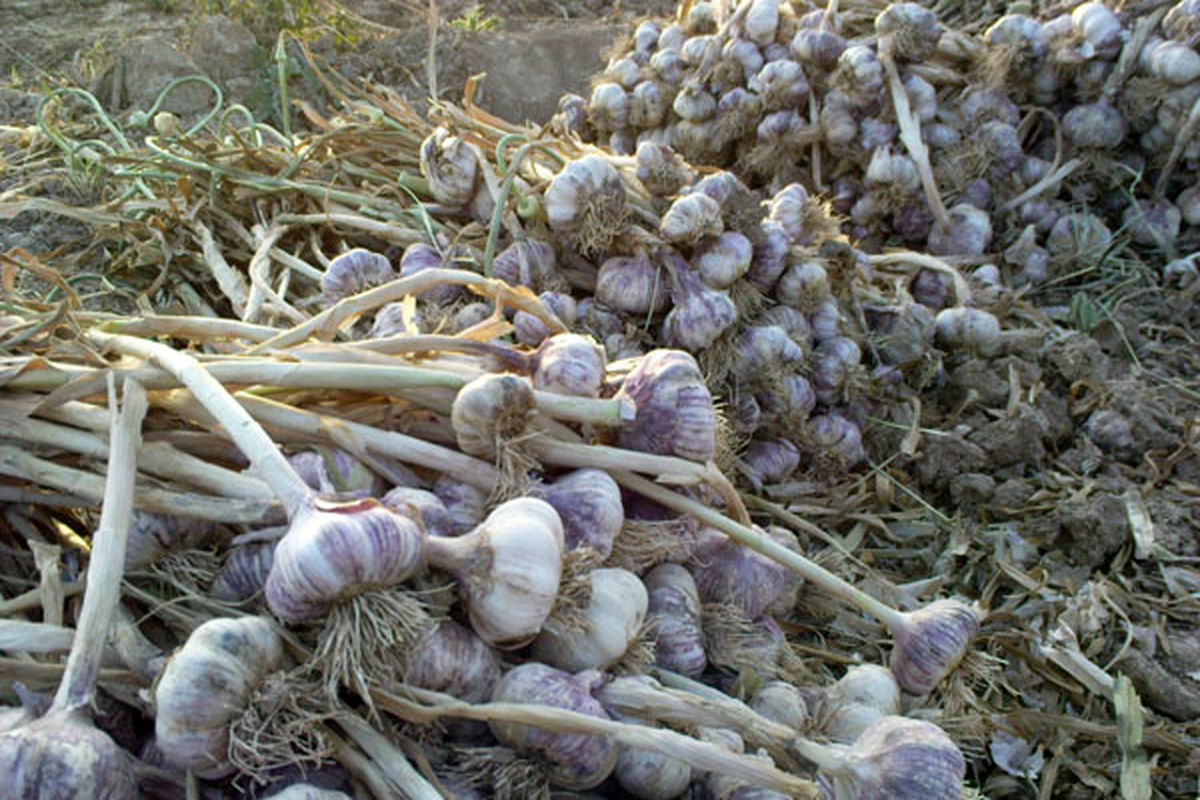 برداشت سیر در شهرستان هرسین