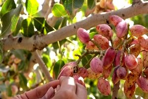 برداشت پسته از باغات خلیل آباد آغاز شد