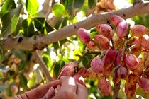 برداشت 24 هزار تن گردو و پسته از باغات استان مرکزی