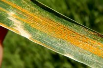 مدیریت عوامل خسارت زا زنگ زرد گندم و سن غلات در سطح مزارع فارس 