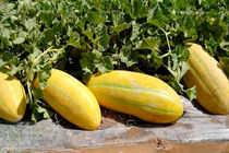 خراسان رضوی دارای رتبه نخست در تولید محصول خربزه 