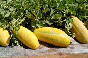 استفاده از روش های نوین آبیاری در۴۰ درصد از مزارع خربزه تایباد