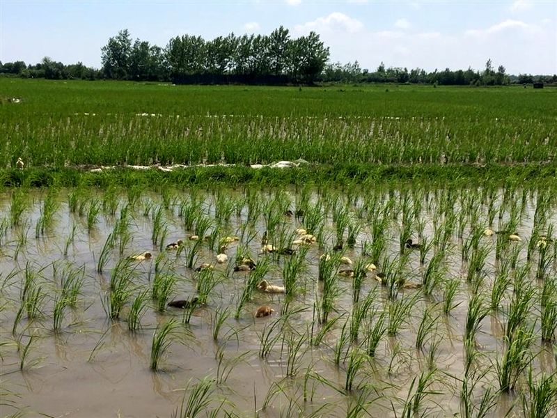 رشد 200 درصدی مساحت زمین های زیر کشت برنج ارگانیک در منطقه آزاد انزلی