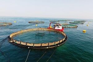 قوانین دست و پا گیر مانع اصلی توسعه پرورش آبزیان در خوزستان است