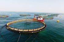 قوانین دست و پا گیر مانع اصلی توسعه پرورش آبزیان در خوزستان است