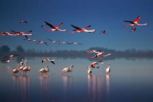 کارگروه احیای خلیج گرگان و تالاب میانکاله تشکیل شد