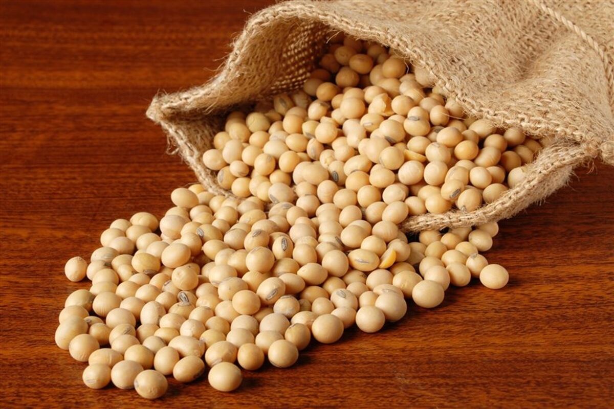 وارد کننده غذای دام ایران