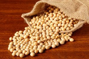 ایران نتوانست غذای دام مورد نیاز خود را تامین کند