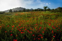 وزارت امور خارجه در بررسی‌های اخیر به دنبال تجدید موافقتنامه برای کشت شقایق است