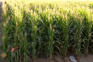 پیش بینی برداشت بیش از 84 هزار تن ذرت علوفه ای در فریدن 