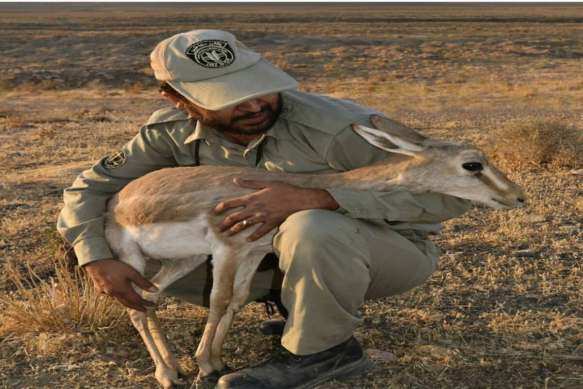 محیط+بان