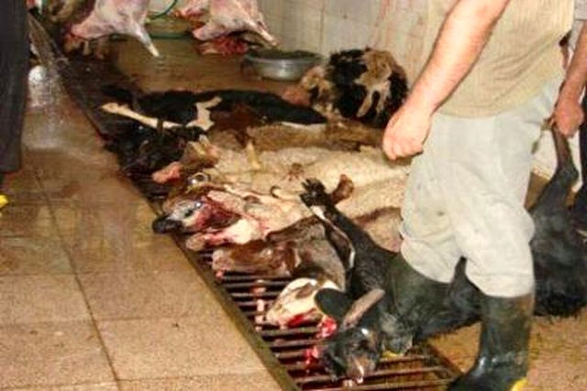 کشتارگاه غیر مجاز