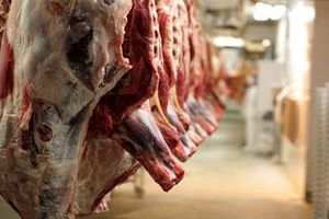 آمادگی 36 اکیپ دامپزشکی برای روز عید قربان در اردبیل