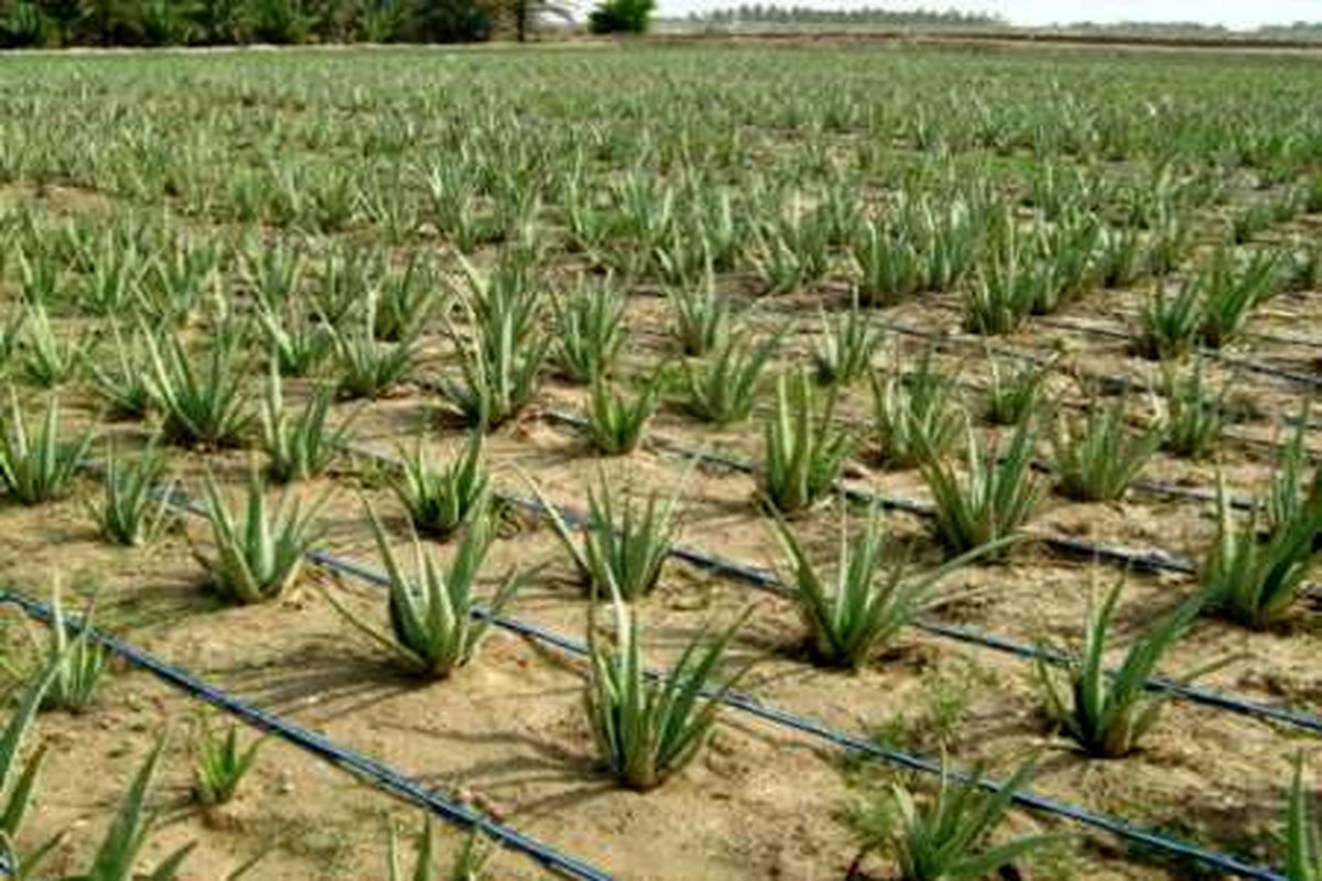 کشت آلوئه ورا در آبادان