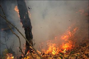 ابتکار به مناطق جنگلی پاسارگاد نرفت / هوای شیراز گرم بود