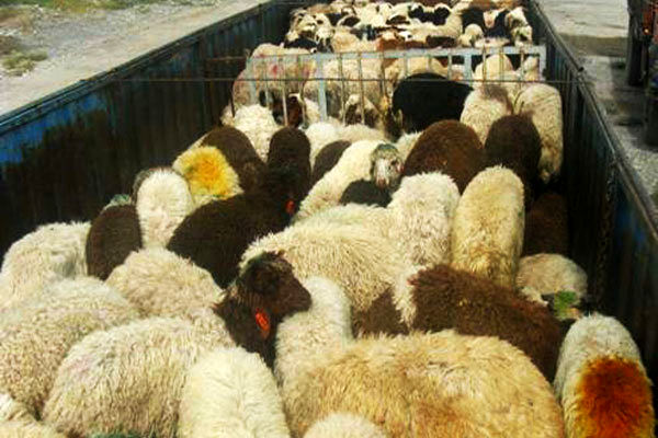 انهدام باند سارقان احشام در اصفهان