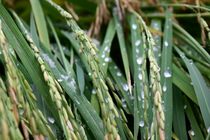 گیلان خنک می شود/ احتمال خسارت به محصولات کشاورزی