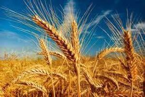 اختصاص 141 هکتار از زمین های زراعی نور به کشت گندم