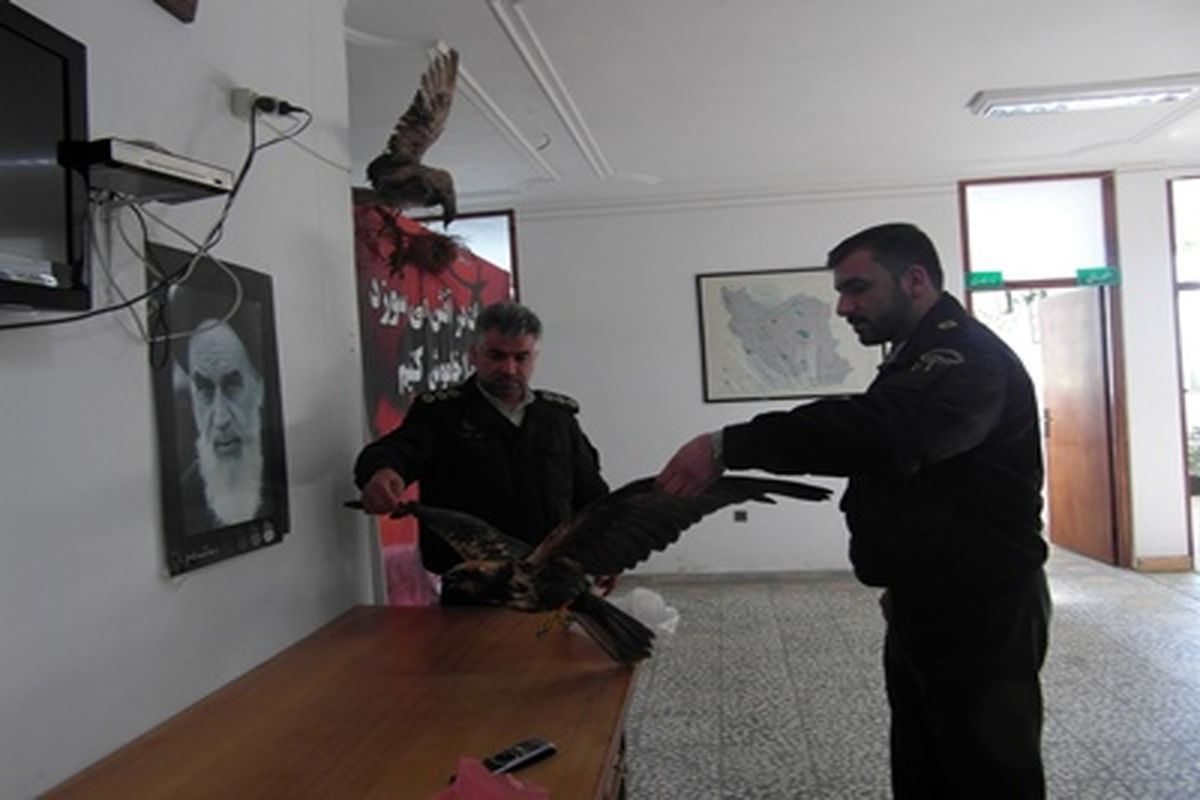 یک بهله عقاب