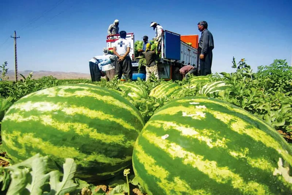 برداشت هندوانه