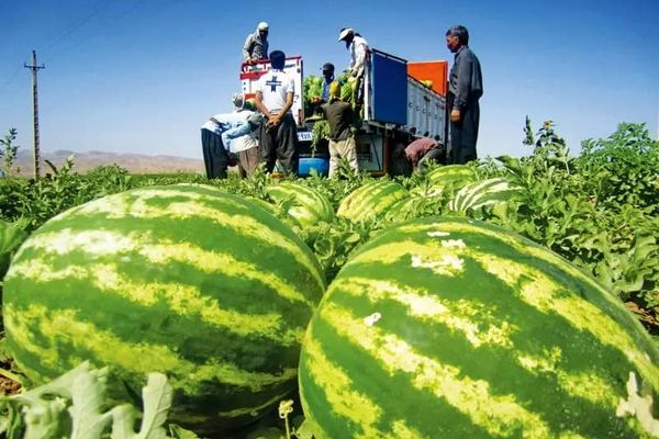 واردات بذر هندوانه با مشکل تأمین ارز مواجه است